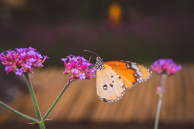 Close-up of butterfly pollinating on flower