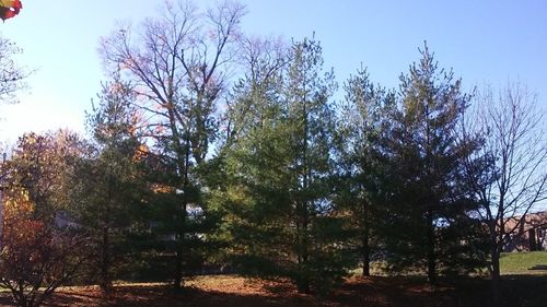 Low angle view of trees in forest against sky