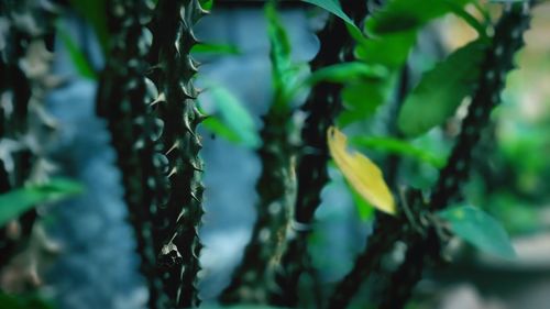 Close-up of fresh green plants