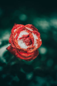 Close-up of red rose against blurred background