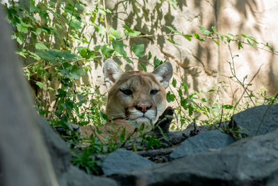 Close-up of a cougar