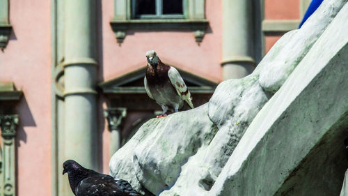 Close-up of pigeon perching