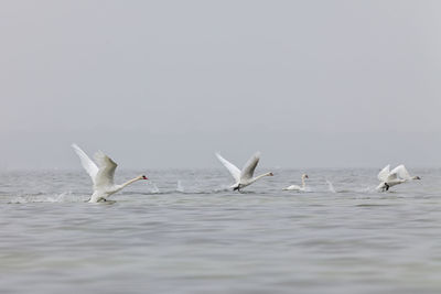 Seagulls flying over sea against clear sky