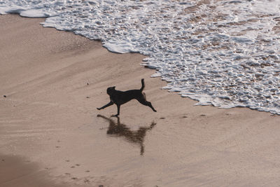 Dogs walking at beach