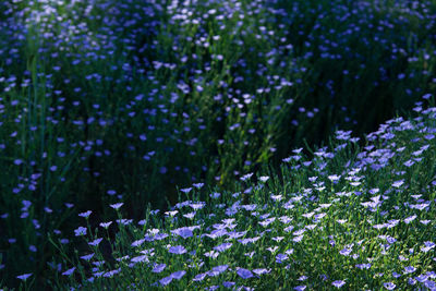 Close-up of purple flowering plants