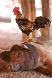 Domestic pig and rooster in the village
