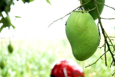 Close-up of apples growing on tree