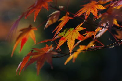 Close-up of maple leaves during autumn