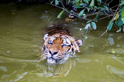 High angle portrait of tiger swimming