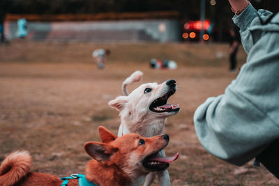 Man with dog