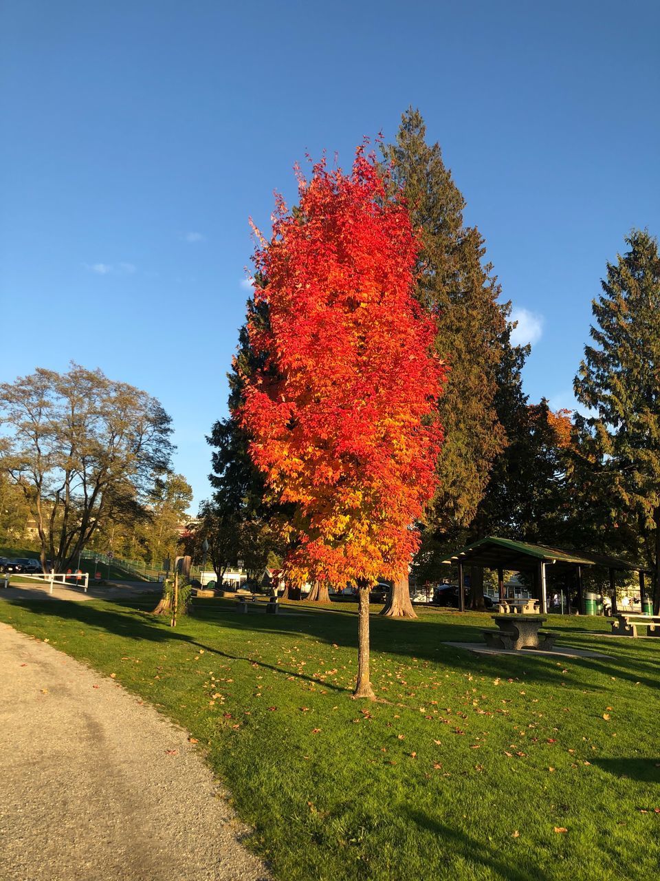 AUTUMN TREES IN PARK