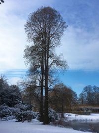 Trees on snow covered field against sky
