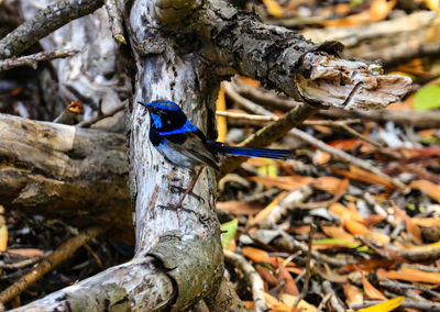 Close-up of a bird on tree trunk