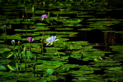 Lotus water lily in lake