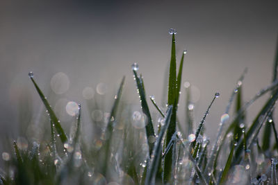 Close-up of wet plants on field during rainy season