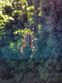 Close-up of spider web