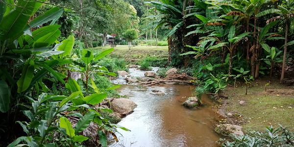 Plants growing on riverbank