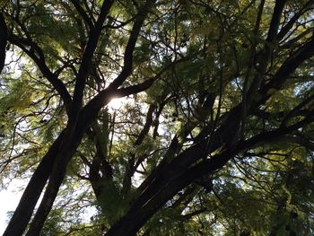 Low angle view of trees