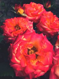 Close-up of flowers blooming outdoors