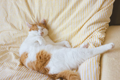 Cute young domestic bicolor orange and white cat sleeps relaxed and happy on soft blanket on bed