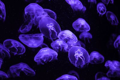 Close-up of jellyfish in sea