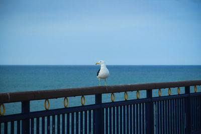 Seagull perching on railing against sea