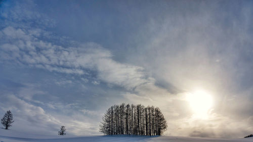 Trees against sky during winter
