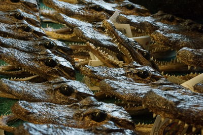 High angle view of alligators heads on table