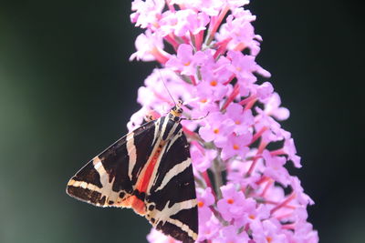 Close-up of butterfly on pink flower