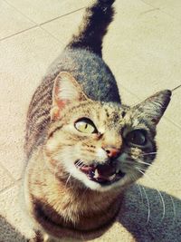 Portrait of cat