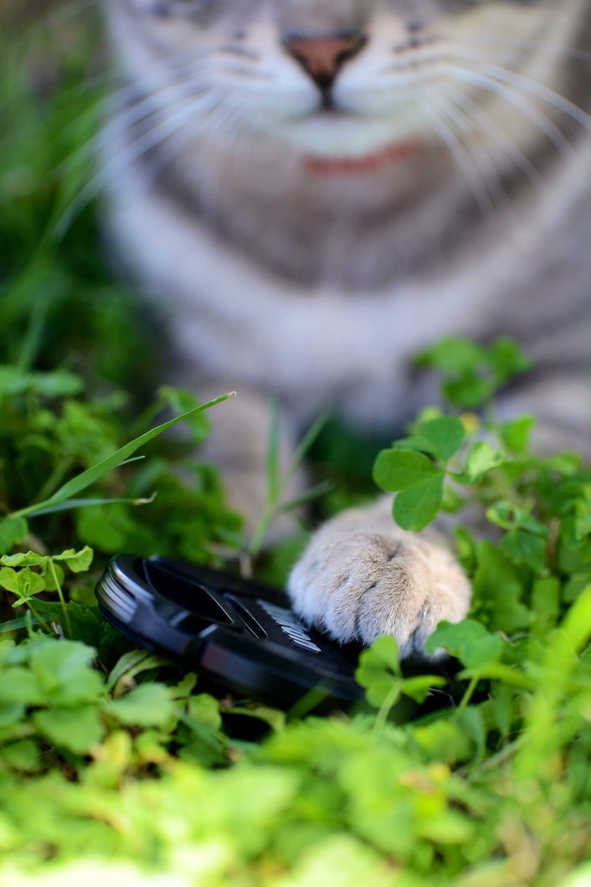 selective focus, close-up, focus on foreground, green color, plant, day, no people, leaf, indoors, growth, focus on background, part of, nature, grass, green, still life, high angle view, toy