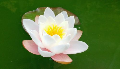 Close-up of white water lily blooming on pond