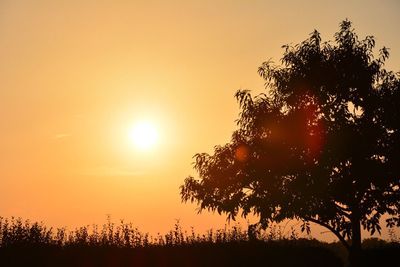 Silhouette of trees at sunset