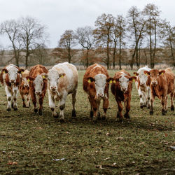 A herd of young cows running in a row in the pasture and looking at the camera