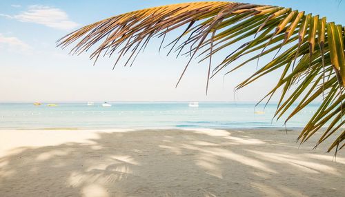 Palm tree on beach against sky