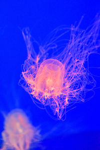 Close-up of jellyfish swimming in sea