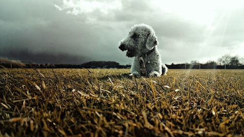 Surface level of bedlington terrier dog sitting on field