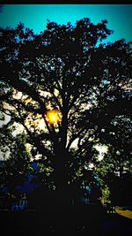 Low angle view of silhouette trees against sky