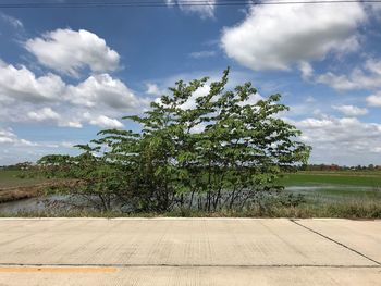 Trees growing on field against sky