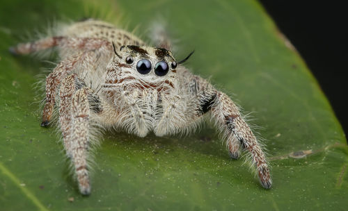 Close-up of spider