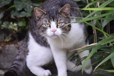 Close-up portrait of cat by white outdoors