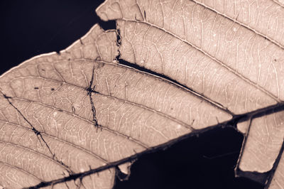 Close-up of dry leaves on plant against black background