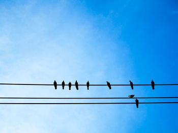 Low angle view of birds perching on cable