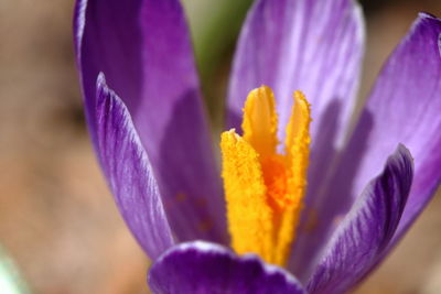 Close-up of purple crocus flowers