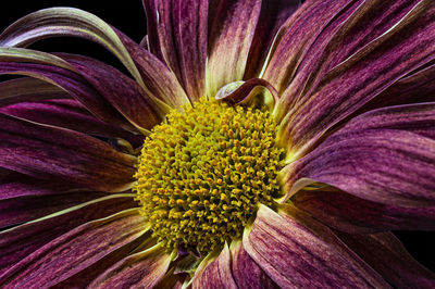 Close-up of purple flower