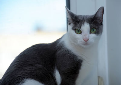 Close-up portrait of a cat at home