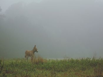 Sheep grazing on grassy field