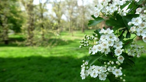 Close-up of flowers growing on tree