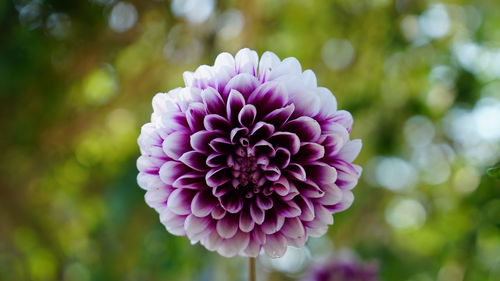 Close-up of purple flower blooming outdoors