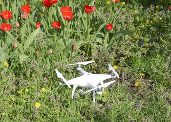 White bird flying over flowers growing in field